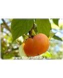 Diospyros kaki 'Vainiglia' - Kaki (Pflanze), Kakipflaume, Sharon-Frucht