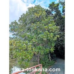 Cerbera odollam - Selbstmordbaum, Zerberusbaum, Pong Pong Baum | FLORA TOSKANA