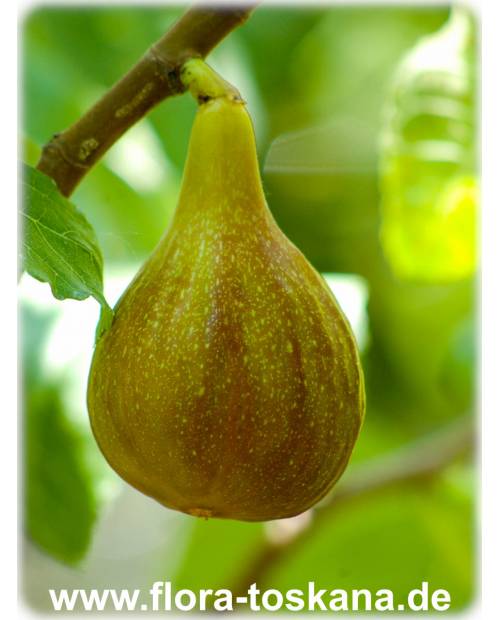 Ficus carica 'Melanzana' - Feige (Pflanze)