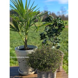 Winterhartes Balkonpflanzenset Premium