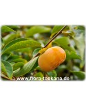 Diospyros kaki - Kaki (Pflanze), Kakipflaume, Sharon-Frucht