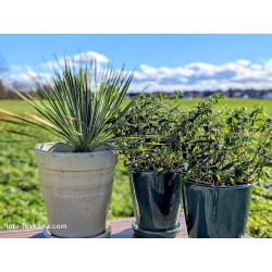 Winterhartes Balkonpflanzenset Starter Plus