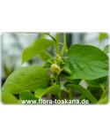 Diospyros kaki - Kaki (Pflanze), Kakipflaume, Sharon-Frucht