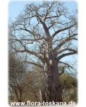 Adansonia digitata - Baobab, Affenbrotbaum