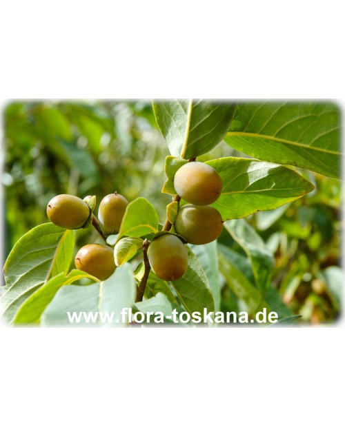  Diospyros lotus - Lotuspflaume