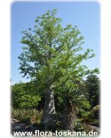 Adansonia digitata - Baobab, Affenbrotbaum