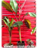 Ensete ventricosum 'Maurelii' - Rote Zierbanane, Abessinische Banane