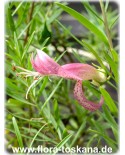 Eremophila maculata - Emustrauch