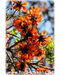 Erythrina caffra - Südafrikanischer Korallenstrauch, Küstenkorallenstrauch
