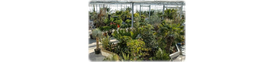 Exotische Pflanzen in großen Grössen | XXL bestellen | FLORA TOSKANA