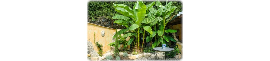Exotische Pflanzen im Garten gepflanzt | FLORA TOSKANA