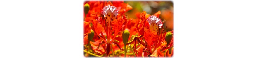 Exotische Kuebel-Pflanzen mit schönen Blüten | FLORA TOSKANA