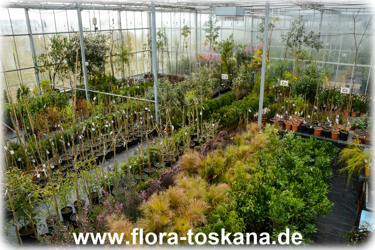 Betrieb - Flora Toskana