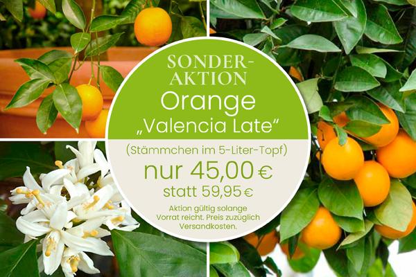 Citrus sinensis 'Valencia Late'