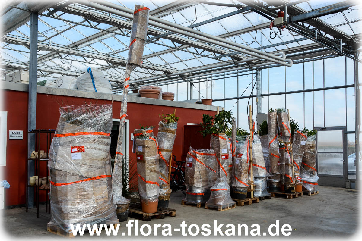 Flora Toskana - Betrieb - Gewächshaus -